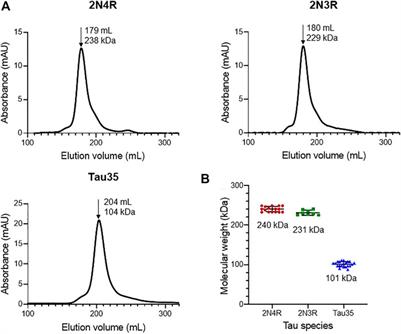 Corrigendum: The disease associated Tau35 fragment has an increased propensity to aggregate compared to full-length tau